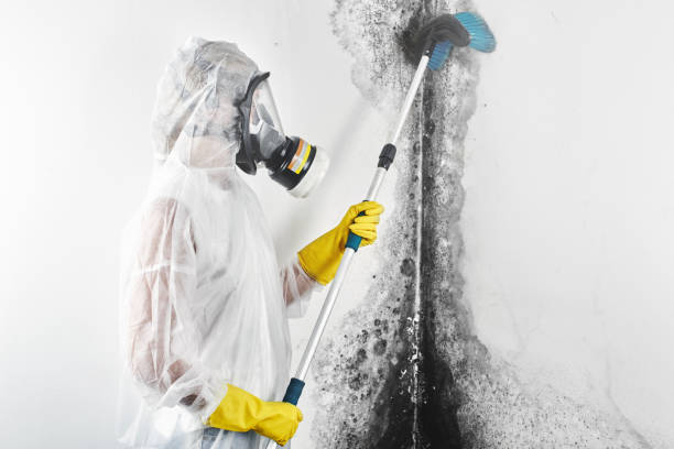 Best Mold Documentation for Insurance Claims  in Fayetteville, TN