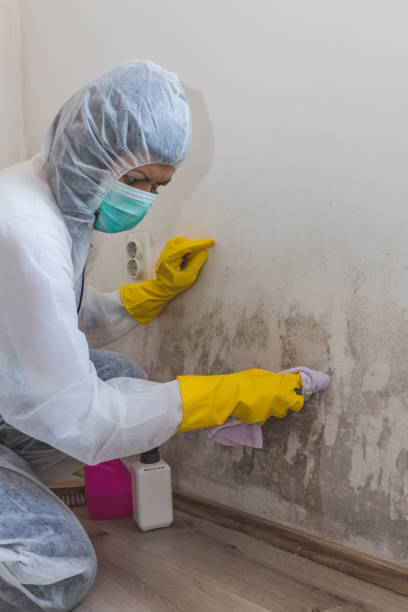 Best Asbestos and Lead Testing During Mold Inspection  in Fayetteville, TN